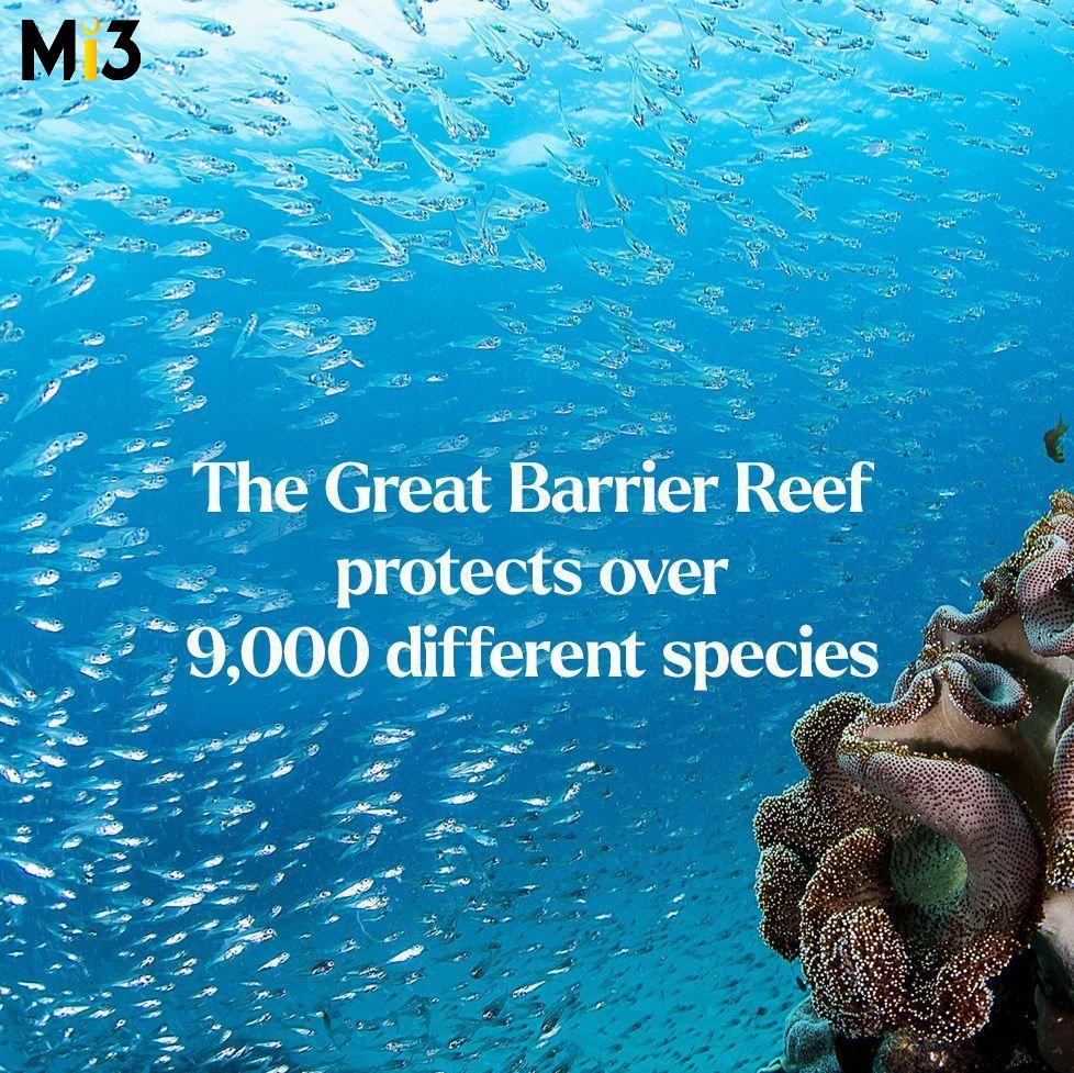 Qantas, Intrepid back push for Great Barrier Reef’s first UN ‘non-human’ lifetime award in new campaign